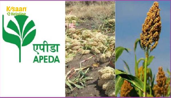 बाजरा निर्यात को बढ़ावा देने के लिए कार्य योजना तैयार करने के लिए एपीडा